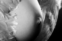 /album/fotogaleria-tehotenske-foto-/a201-jpg/